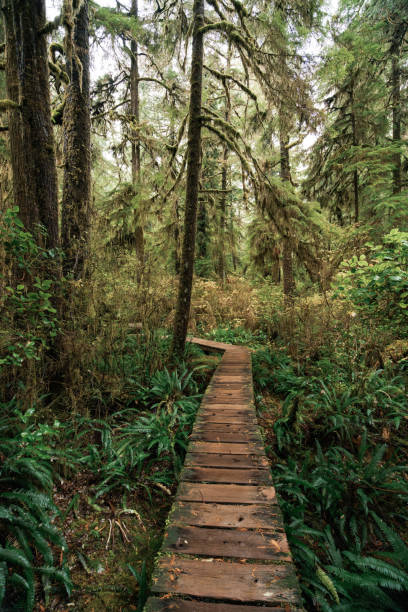 istock Rainforest Trail Ucluelet on Vancouver Island, Canada Background West Canada British Columbia 2189741044