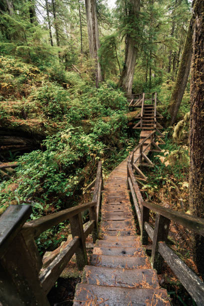 istock Rainforest Trail Ucluelet on Vancouver Island, Canada Background West Canada British Columbia 2189741091
