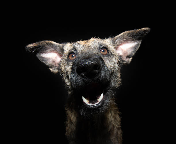 istock Portrait rescued mixed-breed dog with happy expression face. Isolated on black background 2189741314