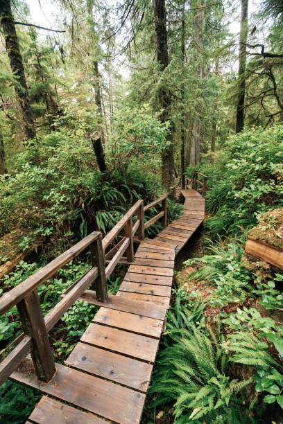 istock Rainforest Trail Ucluelet on Vancouver Island, Canada Background West Canada British Columbia 2189741443