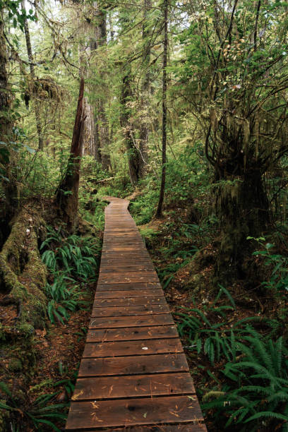 istock Rainforest Trail Ucluelet on Vancouver Island, Canada Background West Canada British Columbia 2189741462