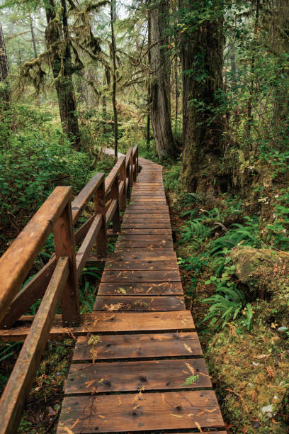 istock Rainforest Trail Ucluelet on Vancouver Island, Canada Background West Canada British Columbia 2189741679