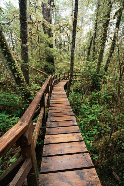 istock Rainforest Trail Ucluelet on Vancouver Island, Canada Background West Canada British Columbia 2189741706