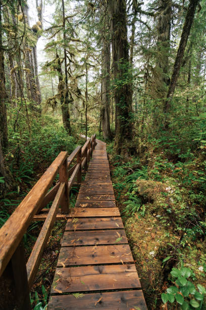 istock Rainforest Trail Ucluelet on Vancouver Island, Canada Background West Canada British Columbia 2189741713