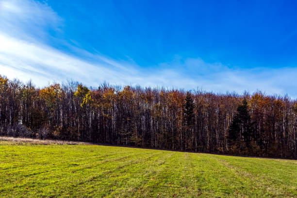 Landscapes - Forest - Europe, Romania, Suceava region