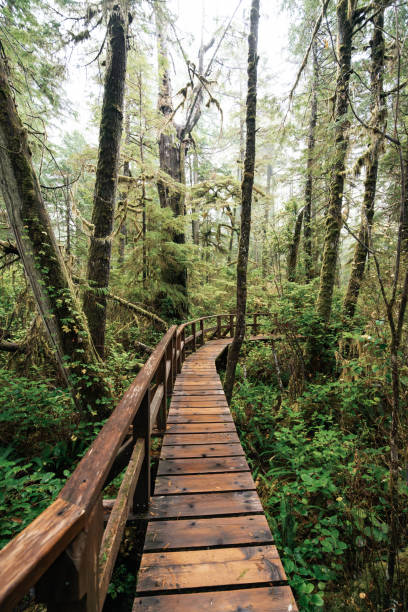 istock Rainforest Trail Ucluelet on Vancouver Island, Canada Background West Canada British Columbia 2189741732