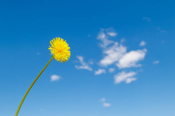 One yellow dandelion flower on a long stem against a clear blue sky. Minimalistic concept of spring nature