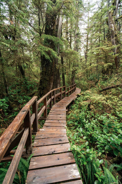 istock Rainforest Trail Ucluelet on Vancouver Island, Canada Background West Canada British Columbia 2189742042