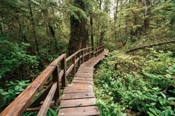 istock Rainforest Trail Ucluelet on Vancouver Island, Canada Background West Canada British Columbia 2189742059
