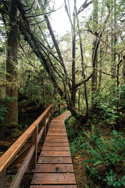 istock Rainforest Trail Ucluelet on Vancouver Island, Canada Background West Canada British Columbia 2189742101