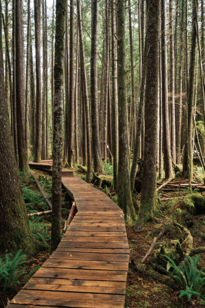 istock Rainforest Trail Ucluelet on Vancouver Island, Canada Background West Canada British Columbia 2189742144