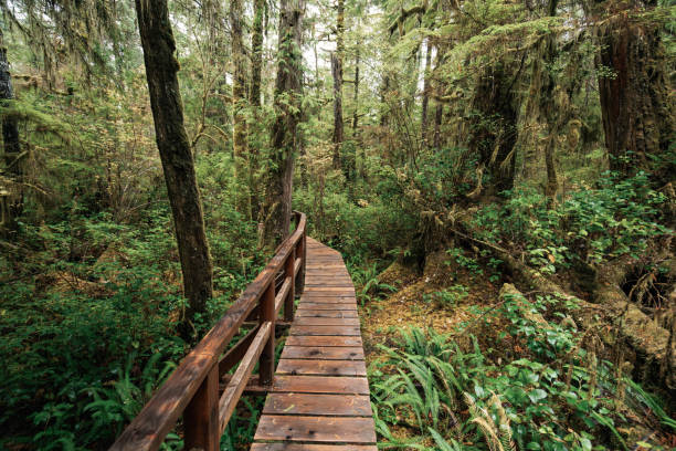 istock Rainforest Trail Ucluelet on Vancouver Island, Canada Background West Canada British Columbia 2189742158