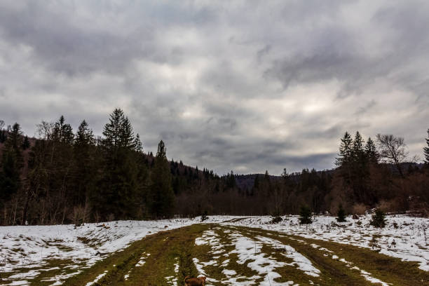 Landscapes - Forest - Europe, Romania, Suceava region