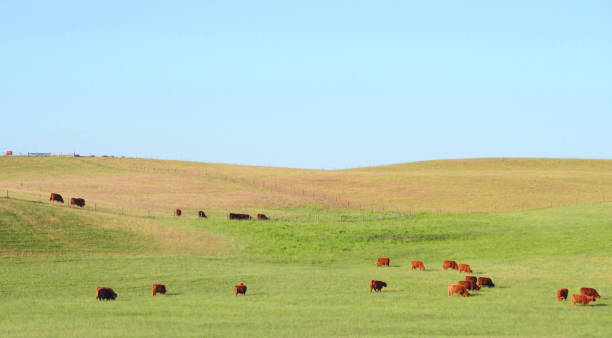 istock Red Scottish cows graze in a green meadow 2189745786