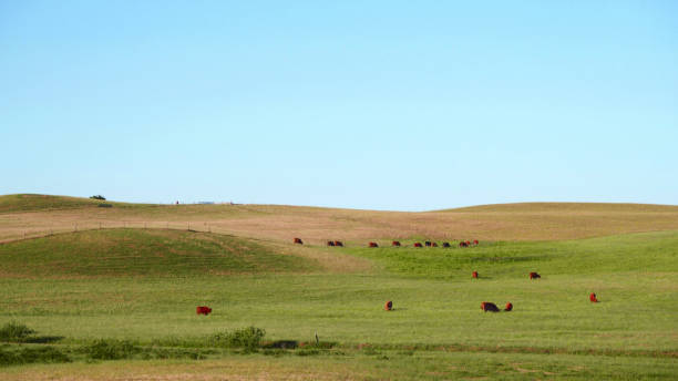 istock Red Scottish cows graze in a green meadow 2189745843