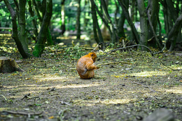 Wild macaque monkey in Iwatayama monkey park