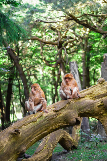 Two monkeys are perched on a fallen log amidst a dense and vibrant forest. Sunlight filters through the treetops, creating a serene and natural wildlife atmosphere.