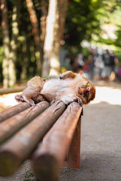 A monkey is casually lying on a wooden bench under dappled sunlight in a lush forest, expressing relaxation and ease. The setting portrays a serene summer day in nature.