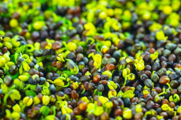 istock Seeds of broccoli sprout for dietary nutrition 2189748224