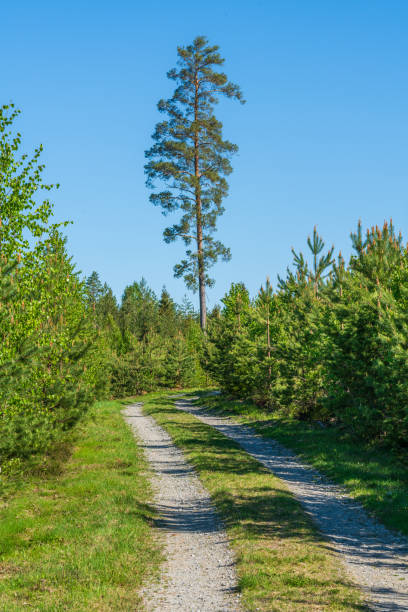 Beautiful summer view with a small dirt road in a lush green forest in Sweden
