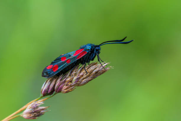 Detailed close up of a six spot burnet moth sitting on a straw against a green background
