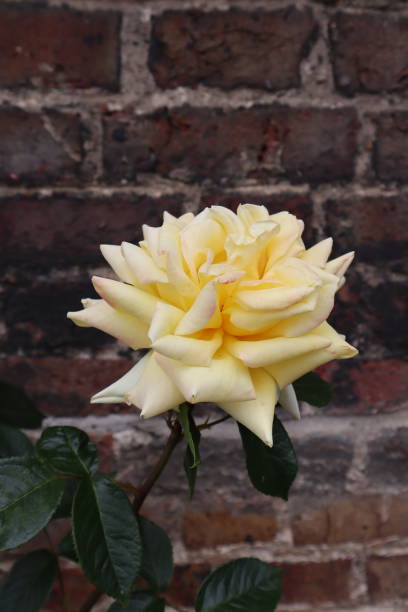 istock Hybrid tea rose in bloom 2189751959