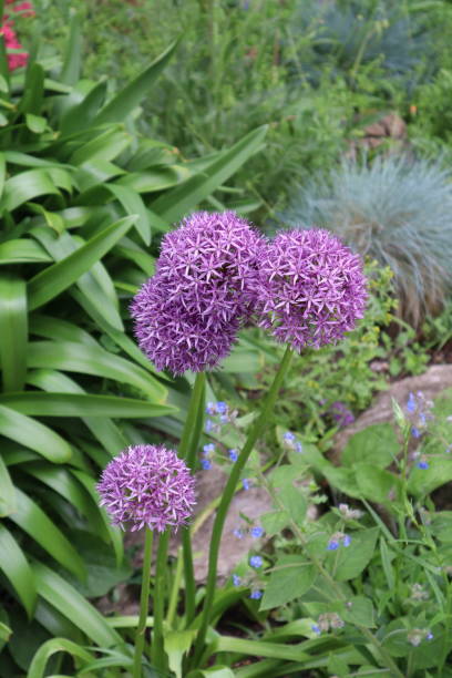 istock Allium giganteum (giant onion) in bloom 2189751964