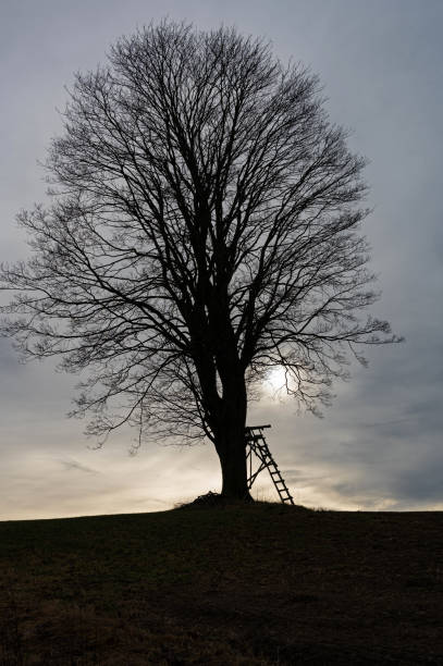 silhouette of a free standing tree and a perch against the sun in winter