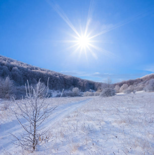 Experience the serene beauty of a frosty morning in Denmark, featuring a tranquil landscape with frosted grass and trees under a clear blue sky. The sunlight adds warmth to the chill of winter.