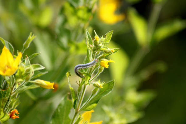 A Monostegia abdominalis larva climbing around