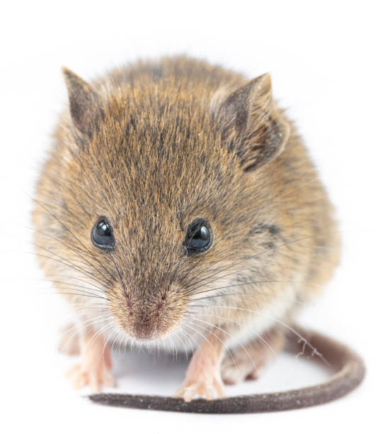 istock Apodemus sylvaticus  - Wood mice on white 2189755563