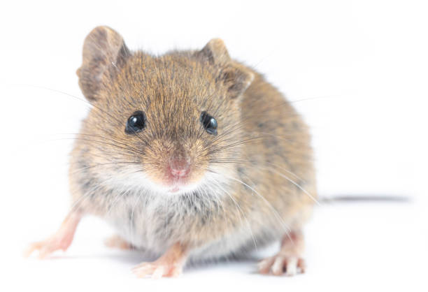 istock Apodemus sylvaticus  - Wood mice on white 2189755564