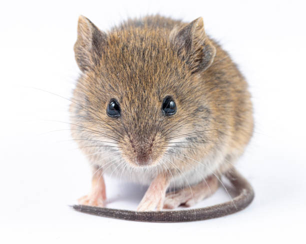 istock Apodemus sylvaticus  - Wood mice on white 2189755569