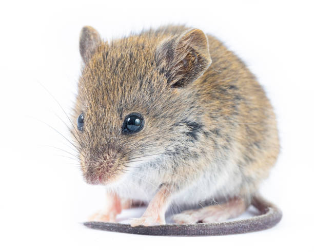 istock Apodemus sylvaticus  - Wood mice on white 2189755587