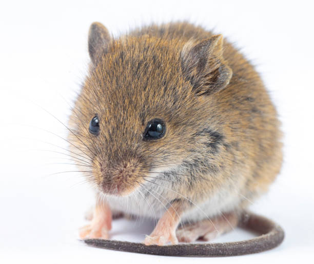 Mouse