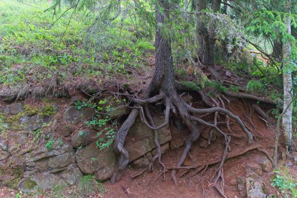 istock The roots of an old tree on a hillside on Valaam Island. 2189755922