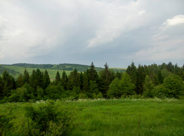 Pine Forest and Rolling Hills. A lush green meadow in the foreground, bordered by a dense pine forest with rolling hills in the distance under a soft, cloudy sky. The scene captures the serene beauty of rural landscapes