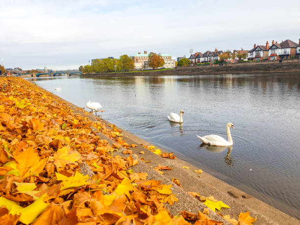 istock Swan on the River Trent in Nottingham, UK. 2189756457