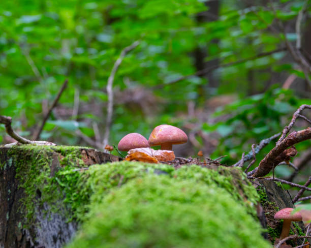 istock Mushrooms on a stump in the forest 2189756969