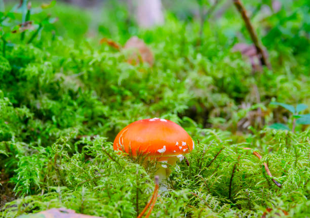Young fly agaric in green and gray moss in autumn forest