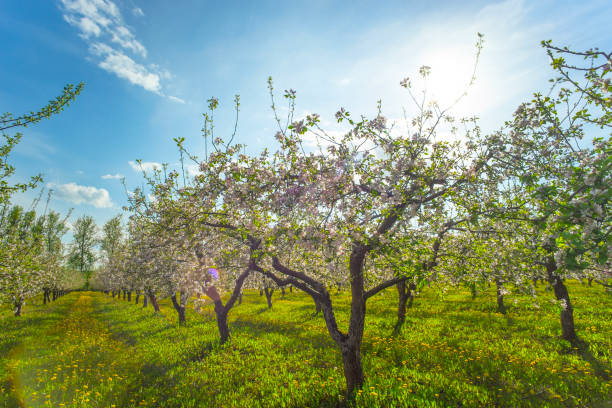 istock Blooming apple garden in spring and sun 2189757057