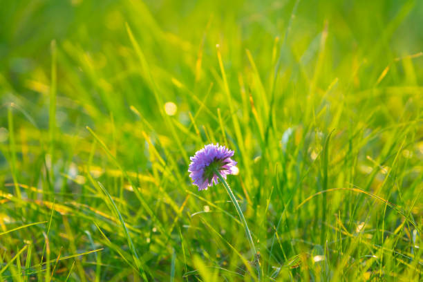Clover flower in the middle of green grass