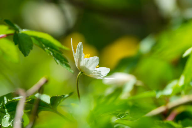 Lonely white flower in the meadow in early spring