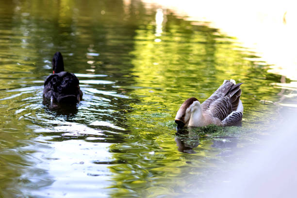 Beautiful Black Swan swimming on a lake.
