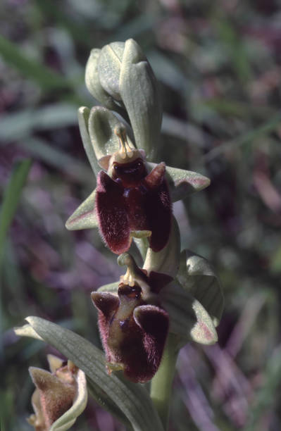 istock Ophrys levantina orchid  flowers 2189762110