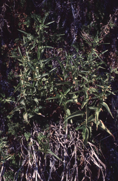 istock Epipactis veratrifolia orchid group of whole plants 2189762407