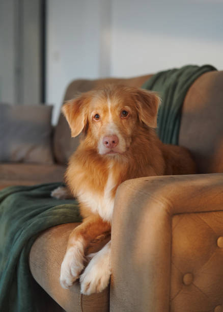 istock Retriever sitting by holiday decor 2189763010