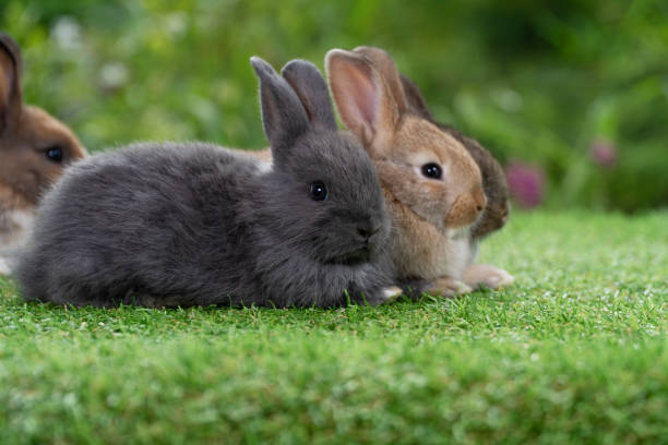 istock Cuddly furry rabbit bunny sitting and lying down sleep together on green grass over natural background. Close up face little rabbit bunny sitting together on spring grass. Select focus. Easter bunny. 2189763866