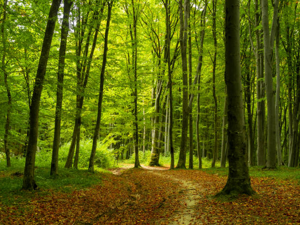 Free picture: sunshine, forest trail, september, autumn, park, tree ...