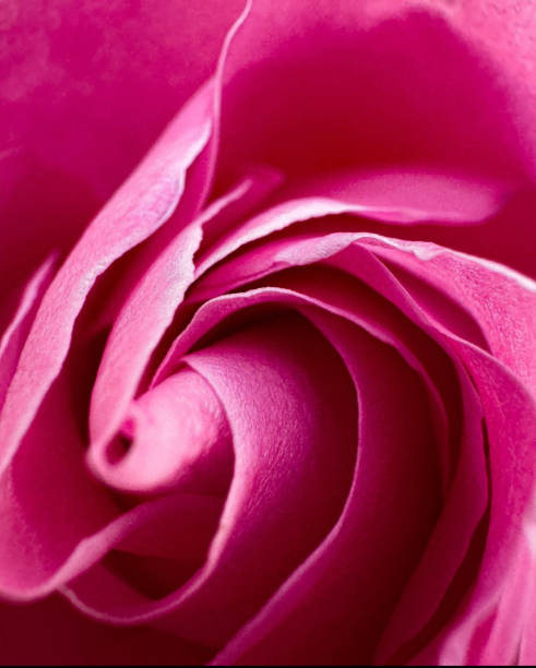 Close-up of a pale pink rose with beautiful bokeh lights.